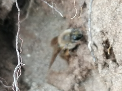 Colletes cunicularius