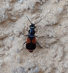 Anthocomus