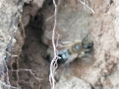 Colletes cunicularius
