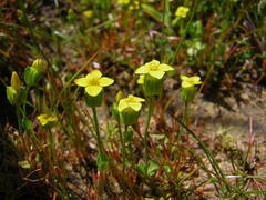 Cicendia quadrangularis