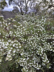 Hakea tuberculata