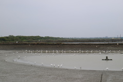 Platalea