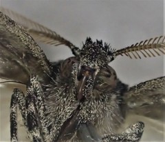 Lophosticha psorallodes