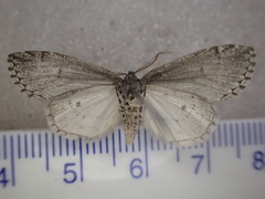 Lophosticha psorallodes