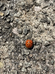 Harmonia axyridis