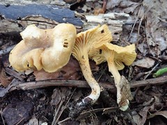 Cantharellus appalachiensis