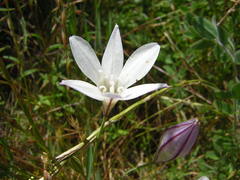 Triteleia peduncularis