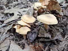 Cantharellus appalachiensis