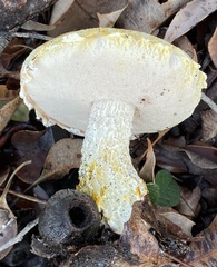 Austroboletus occidentalis