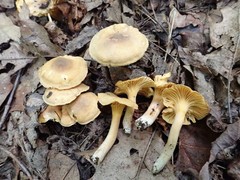 Cantharellus appalachiensis