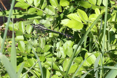 Gomphurus lineatifrons