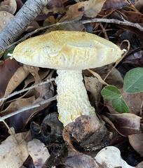 Austroboletus occidentalis