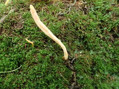 Clavulinopsis sulcata