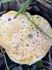 Austroboletus occidentalis