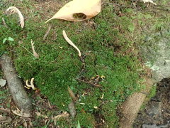 Clavulinopsis sulcata