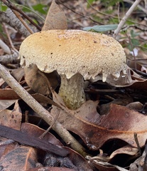 Austroboletus occidentalis
