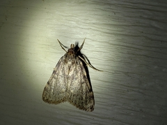 Aglossa pinguinalis