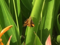 Cephrenes trichopepla