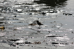 Charadrius modestus