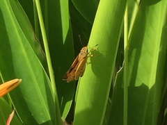 Cephrenes trichopepla