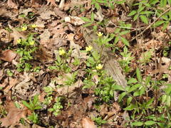 Ranunculus hispidus caricetorum