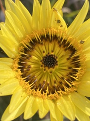 Berkheya zeyheri