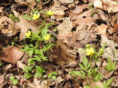 Ranunculus hispidus caricetorum