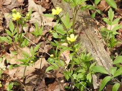 Ranunculus hispidus caricetorum