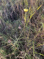 Berkheya zeyheri