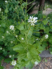 Alliaria petiolata