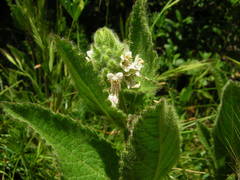 Stachys pycnantha