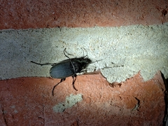 Chlaenius tomentosus