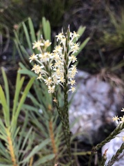 Struthiola confusa