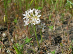 Allium lacunosum