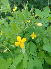 Chelidonium majus