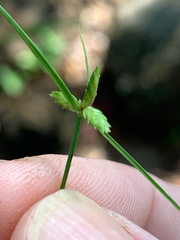 Cyperus gracilis