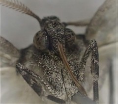 Lophosticha psorallodes