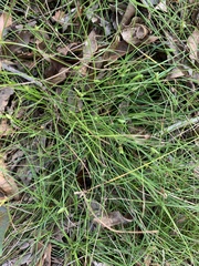 Cyperus gracilis