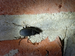 Chlaenius tomentosus