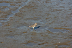 Charadrius modestus