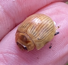 Paropsisterna basalis