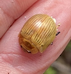 Paropsisterna basalis