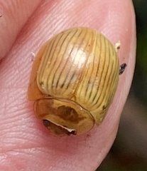 Paropsisterna basalis