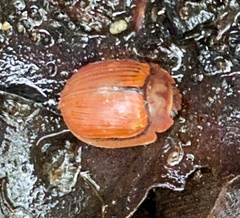 Paropsisterna basalis