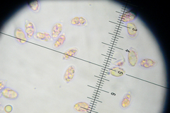 Cantharellus texensis