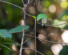 Oncostoma cinereigulare