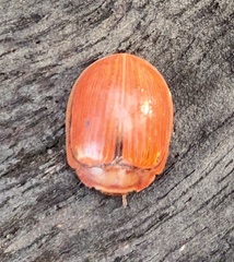 Paropsisterna basalis