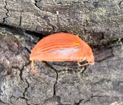 Paropsisterna basalis