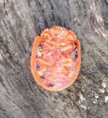 Paropsisterna basalis