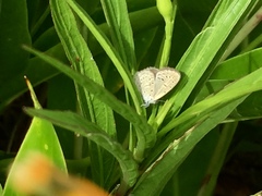 Zizula hylax pygmaea